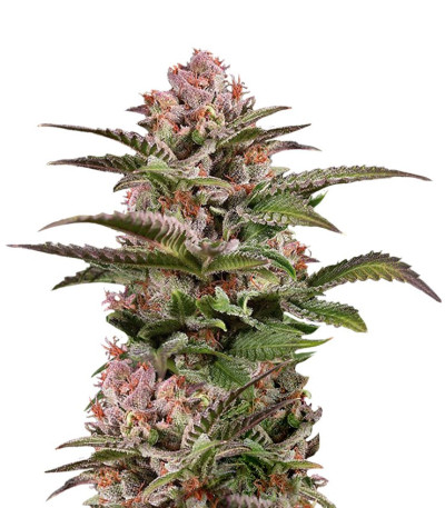 Сорт Purple Moby Dick fem шишки