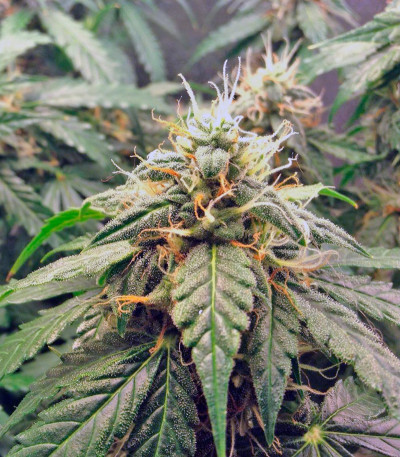 Сорт марихуаны Auto Euforia