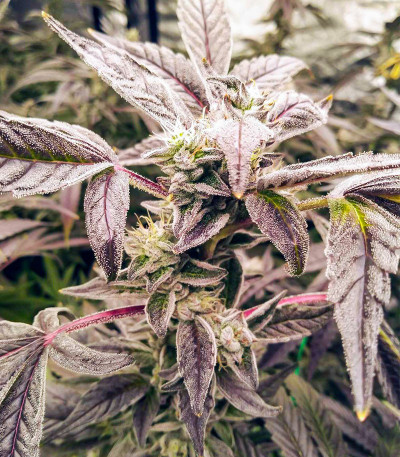 Golosa fem (Delicious Seeds) семена конопли