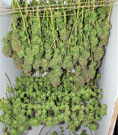 Mandala #1 reg семена конопли