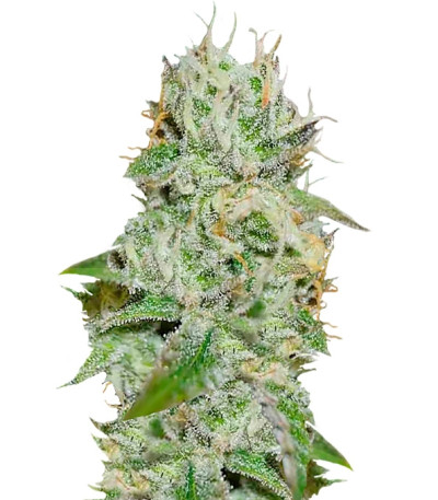 Original Juan Herer fem (Delicious Seeds) семена конопли