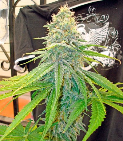 Skunk + (Power Skunk) fem семена конопли