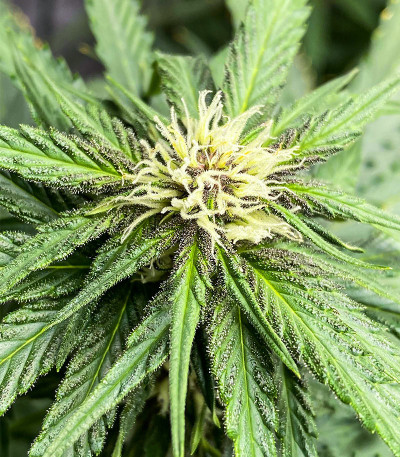 Punch Cookies fem (AlphaFem Seeds) семена конопли