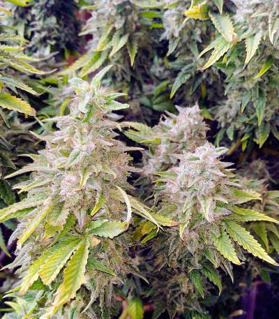 Satori fem (Mandala Seeds) семена конопли