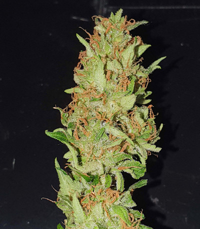 White Critical Express (Kalashnikov Seeds) семена конопли