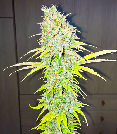 Candy Kush Fast Version fem (Easy Grow Seeds) семена конопли