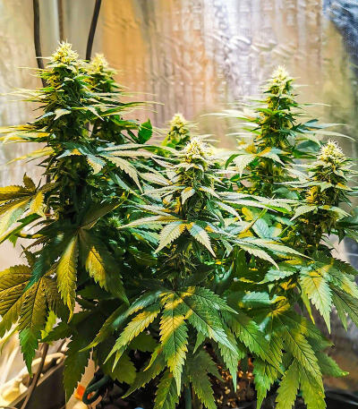 Candy Kush Fast Version fem (Easy Grow Seeds) семена конопли