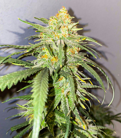 Monster Girl Scout Cookies (Monster Genetics) семена конопли