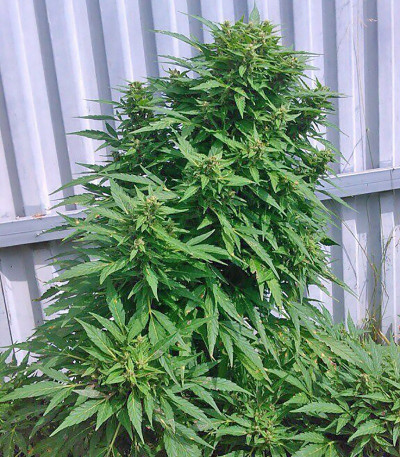 Ogre Auto fem (Doctor’s Choice) семена конопли