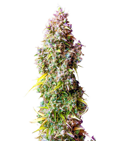 Strawberry Gorilla Auto fem (FastBuds) семена конопли