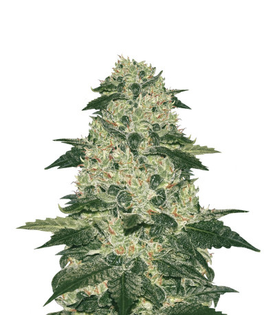 Купить сорт конопли Afghan Kush reg от World Of Seeds
