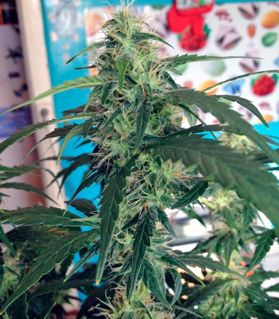 Auto Blue Pyramid fem (Pyramid Seeds) семена конопли