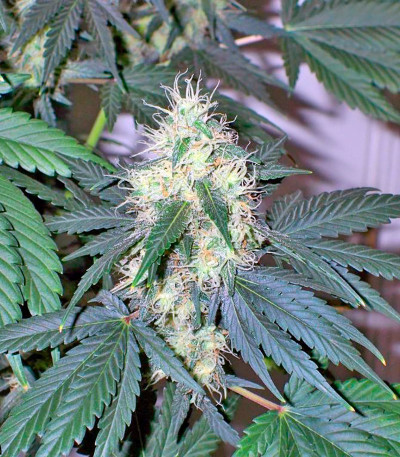 BCN Diesel Max Auto fem семена конопли