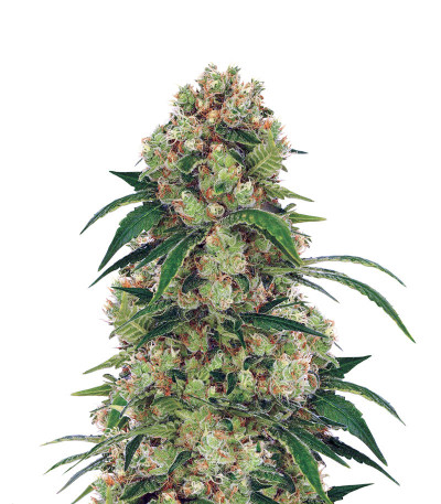 Big Bubble fem (Anaconda Seeds) семена конопли