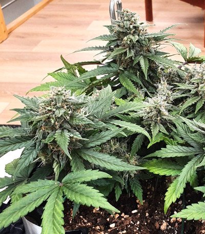 CBD Auto Charlotte’s Angel fem (Dutch Passion) семена каннабиса