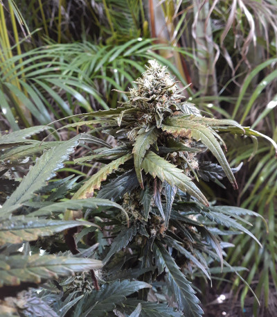 Grapefruit auto fem (FastBuds) семена конопли