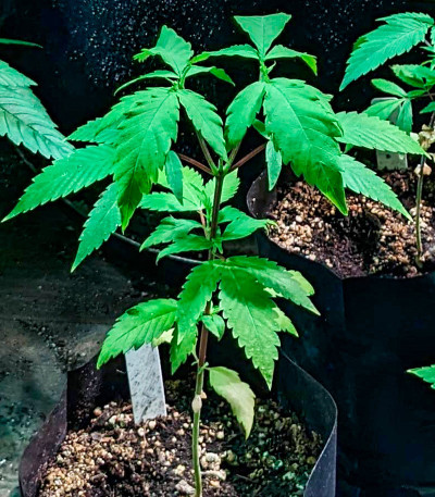 Jamnesia Haze fem (Dr. Krippling Seeds) семена конопли