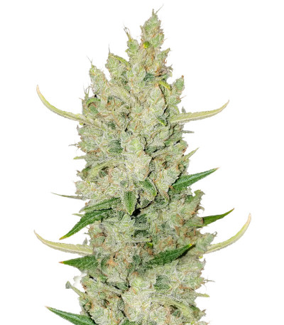 Original Auto Sour Diesel fem (FastBuds) семена конопли