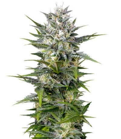 Pineapple Skunk reg (Humboldt Seeds) семена конопли