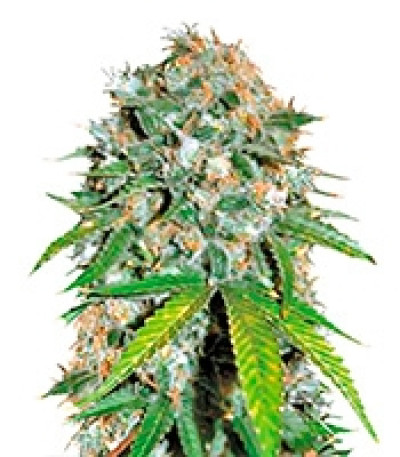 Семена конопли Skunk #99 шишки