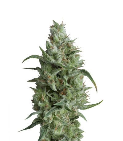 Super OG Kush fem (Pyramid Seeds) семена конопли
