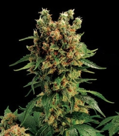 Tank fem (VIP seeds) семена конопли
