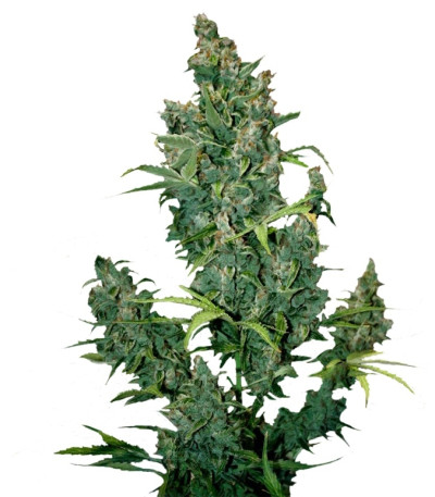 Tundra #2 Auto fem семена конопли