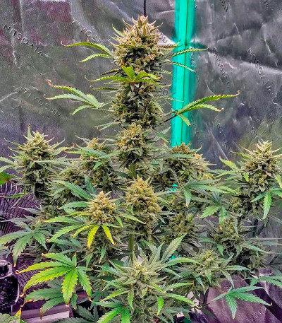 Z-Up Auto fem (FastBuds) семена конопли