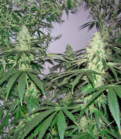 Alaskan Ice fem семена конопли