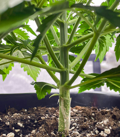 Apollo F1 Auto fem (RQS) семена конопли