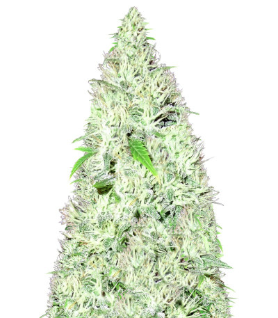 Amnesia Ganja Haze fem (Sumo Seeds) семена конопли