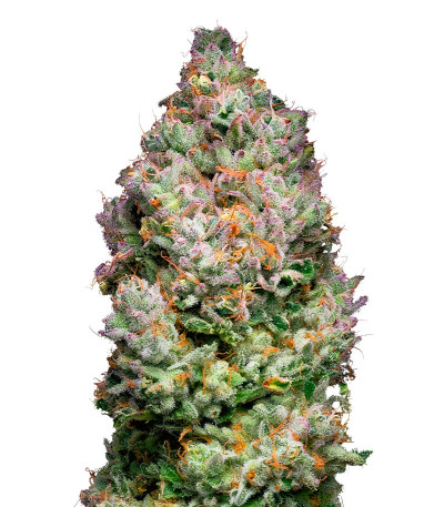 Açai Jelly by Sherbinskis fem семена конопли