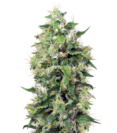 Sweet Amnesia Haze XL Auto fem (Sweet Seeds) семена конопли