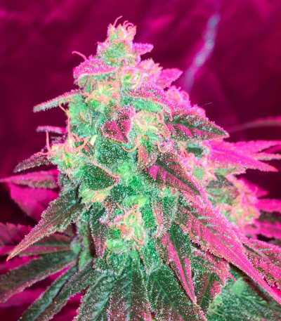 Canadian Kush 2.0 fem семена конопли