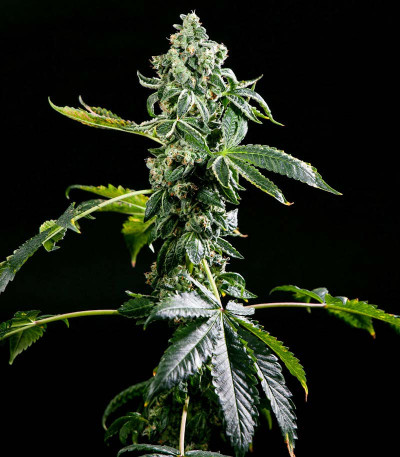 DDoS #33 fem (Herbies Seeds) семена конопли