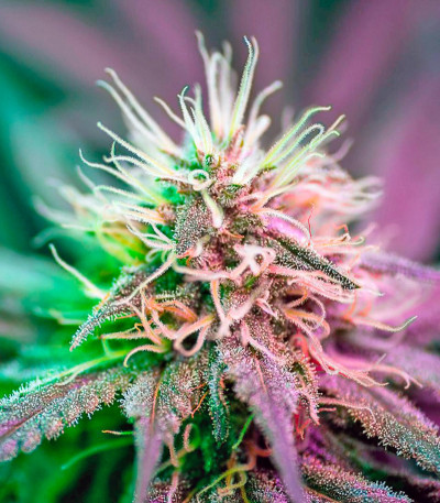 Damnesia fem (Strain Hunters) семена конопли