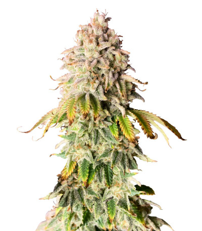 Frosted Guava fem (Original Sensible Seeds) семена конопли