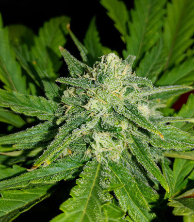 G14 auto fem (FastBuds) семена конопли