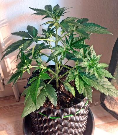 Industrial Plant Autoflowering CBD fem семена конопли