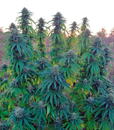 Lost Coast OG fem (Humboldt Seeds) семена конопли