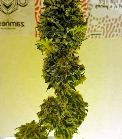 Muneka Rusa (Russian Doll) fem семена конопли