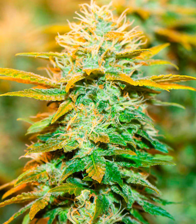 Семена конопли сорта White Widow