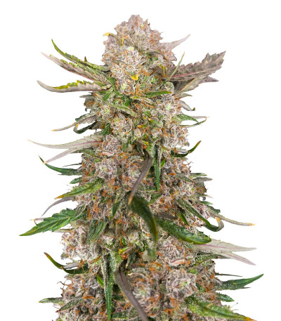 Apple Strudel Auto fem (FastBuds) семена конопли