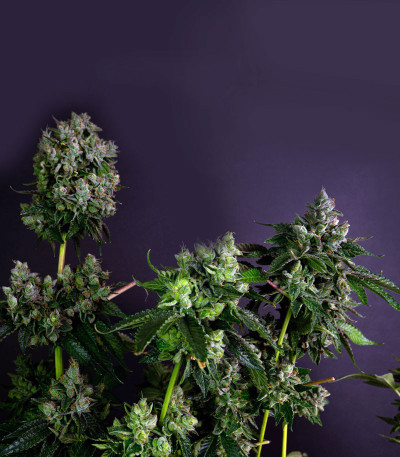 Glookies fem (Barney's Farm) семена конопли