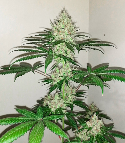 Red Diesel fem (Barney's Farm) семена конопли