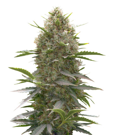 Купить семена конопли Amnesia Kush шишки