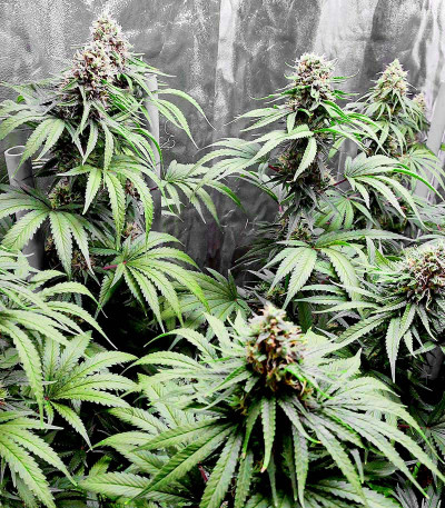 Bruce Banner #3 fem семена конопли