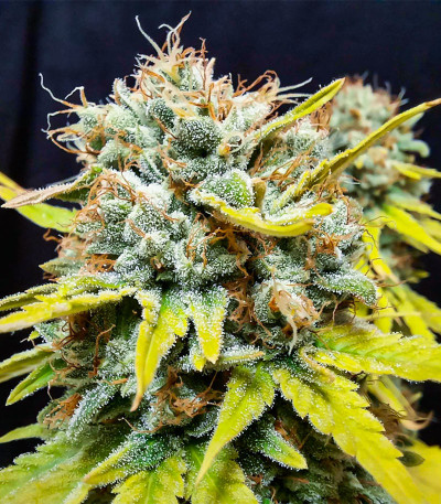 CBG-Force fem (Dutch Passion) семена конопли