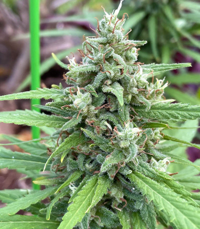 Descojack fem (Delicious Seeds) семена конопли
