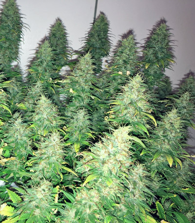 Dream Machine fem семена конопли